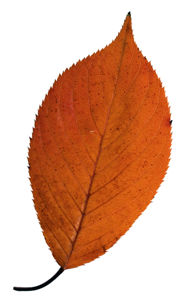 leaf1