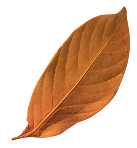 leaf2