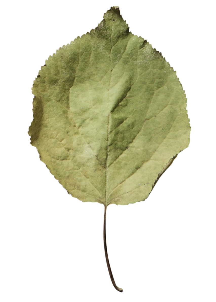 leaf4