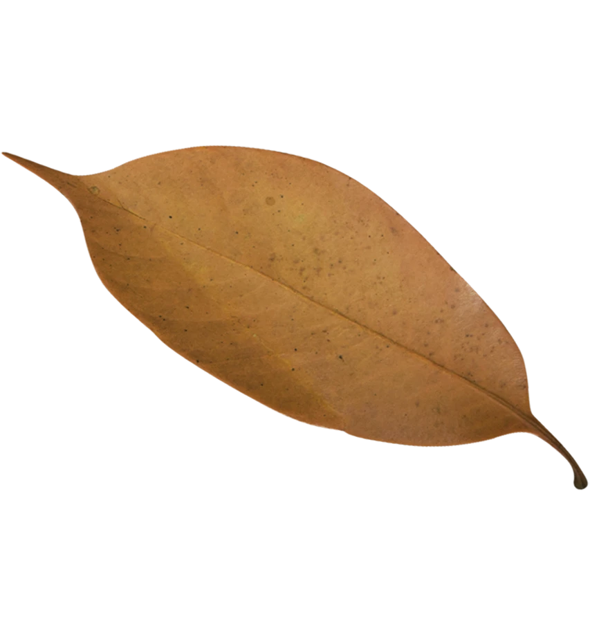 leaf5